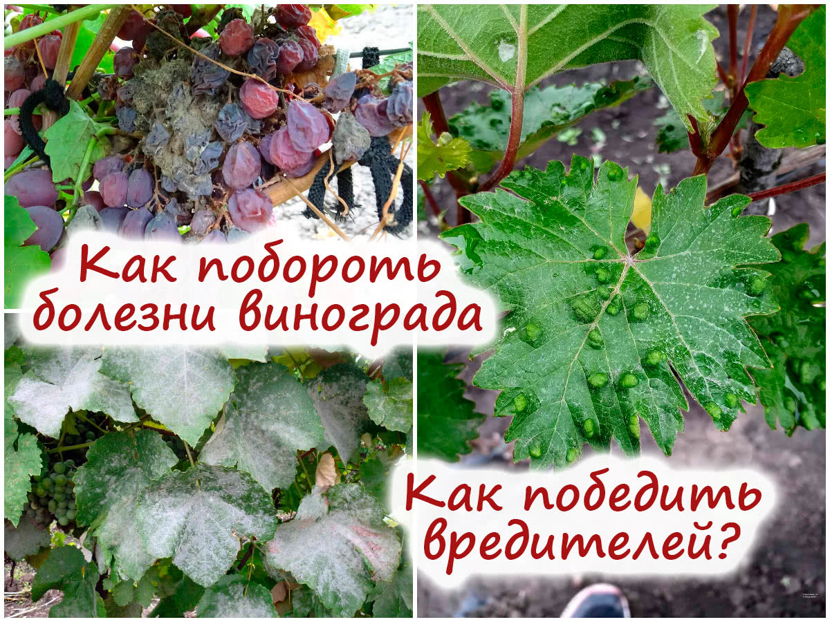 Болезни и вредители винограда
