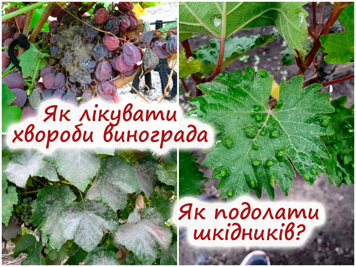 Хвороби та шкідники винограду