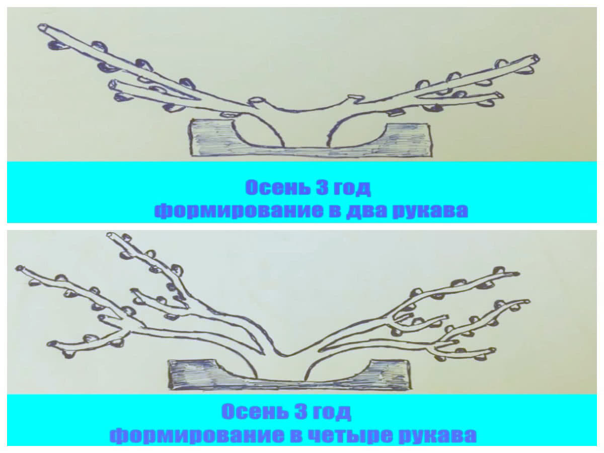 Вид винограда на 3-й год обрезки