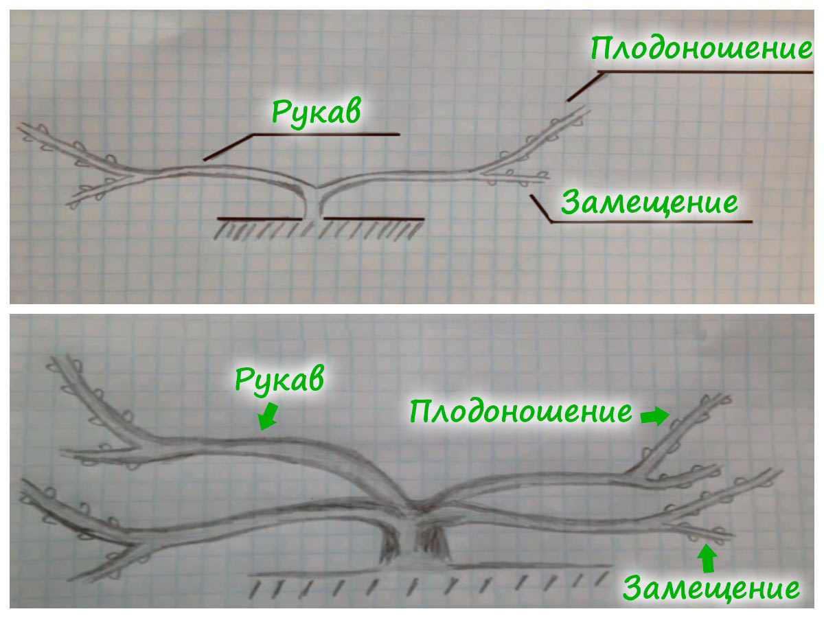 Формирование кустов винограда