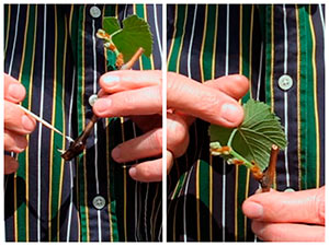 Rooting grape cuttings in water