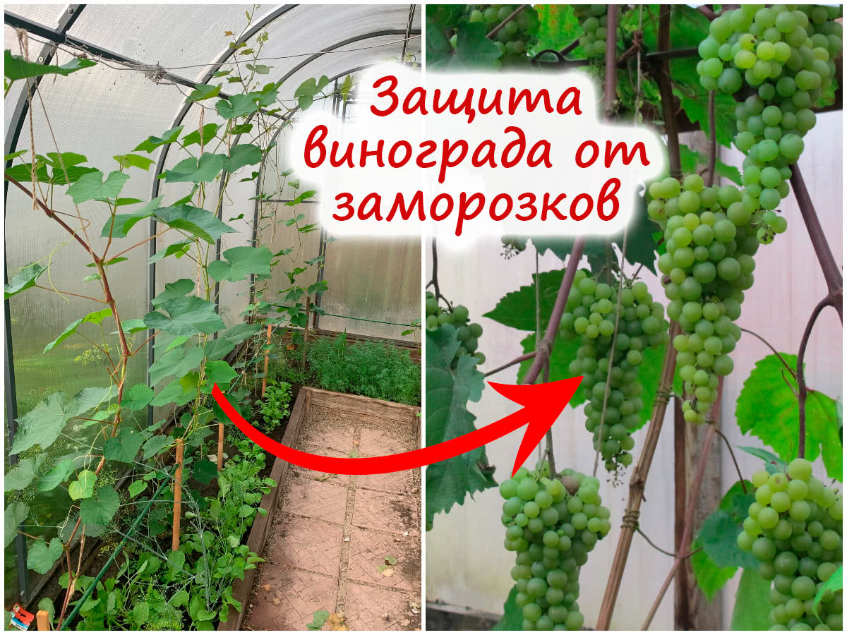 Защита винограда весной от морозов