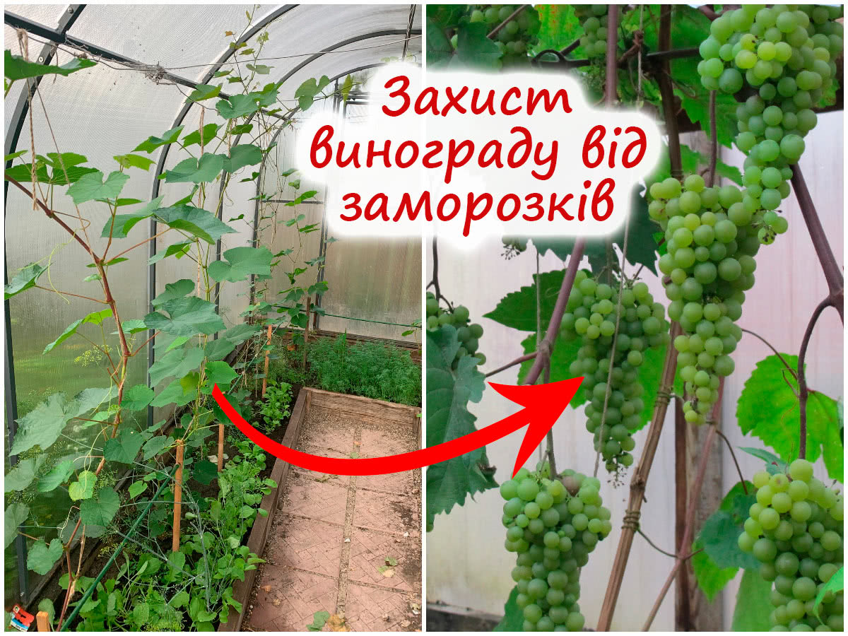 Захист винограду навесні від морозів