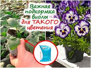 Подкормка рассады виолы