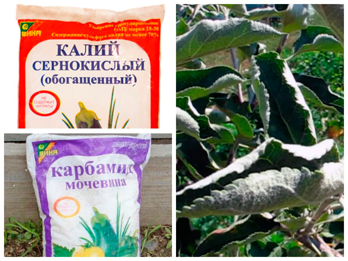 Внекорневые подкормки по листу
