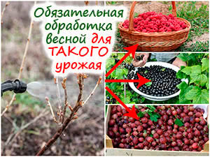 Весенняя обработка смородины, крыжовника и малины