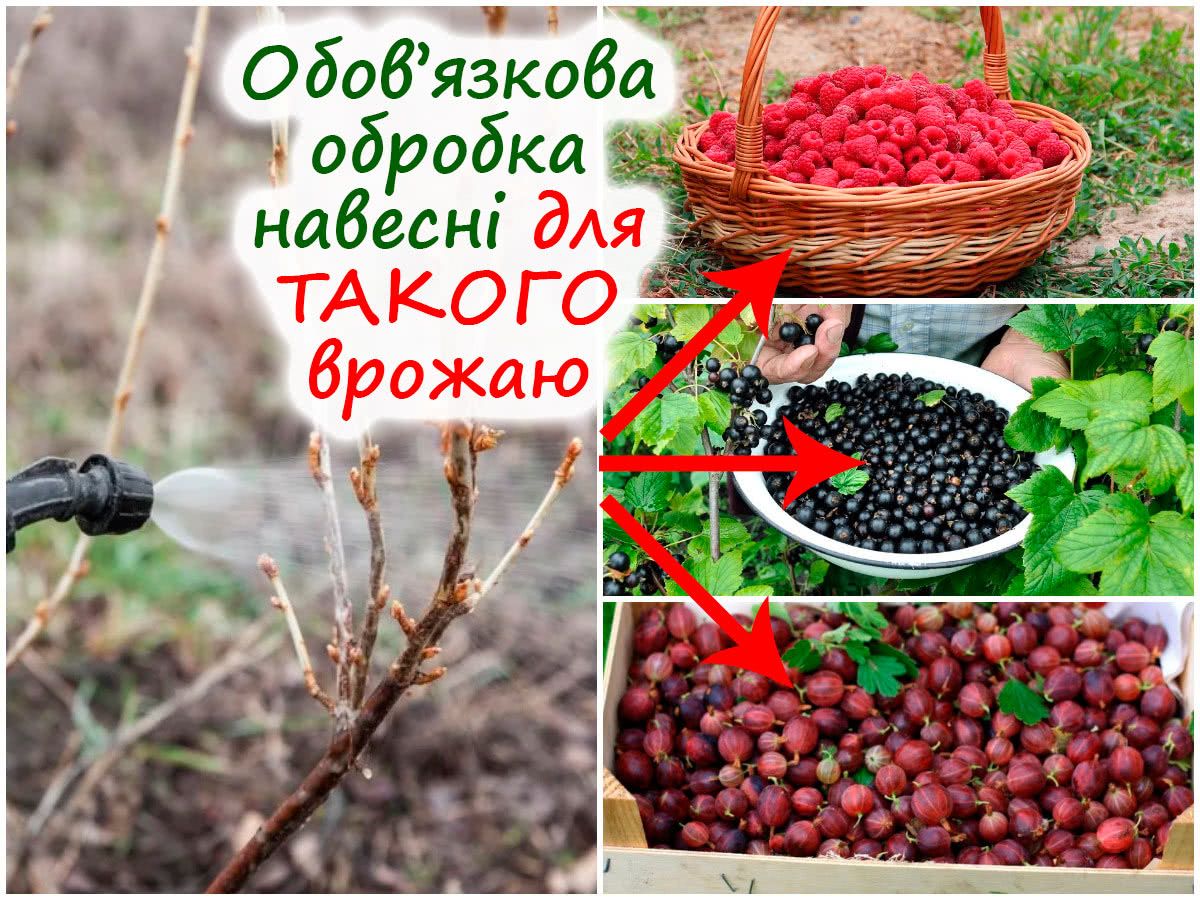 Весняна обробка смородини, аґрусу та малини