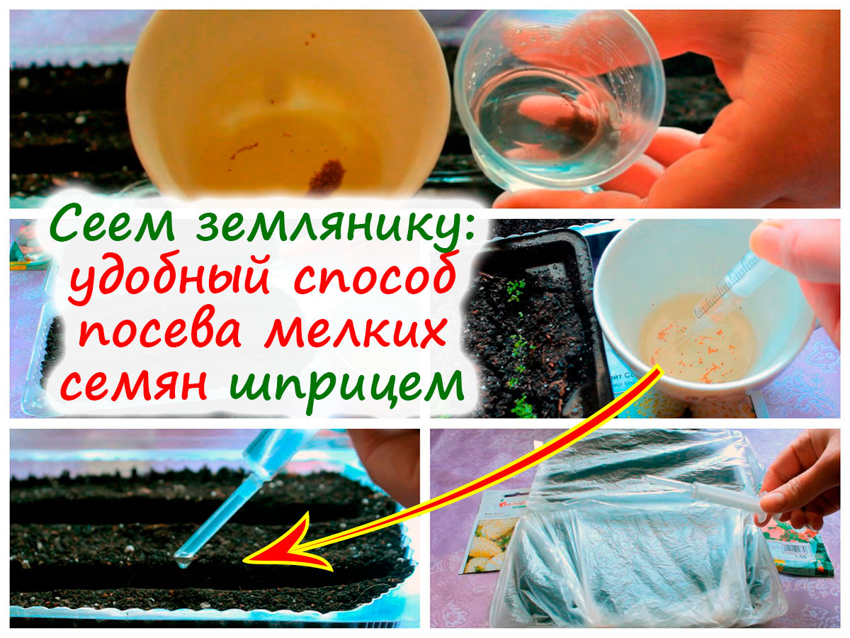 Как сеять шприцем семена петунии и земляники