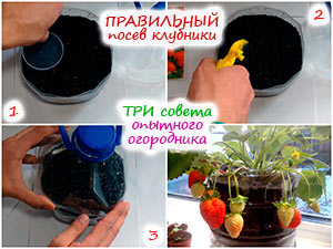 Посев земляники на рассаду