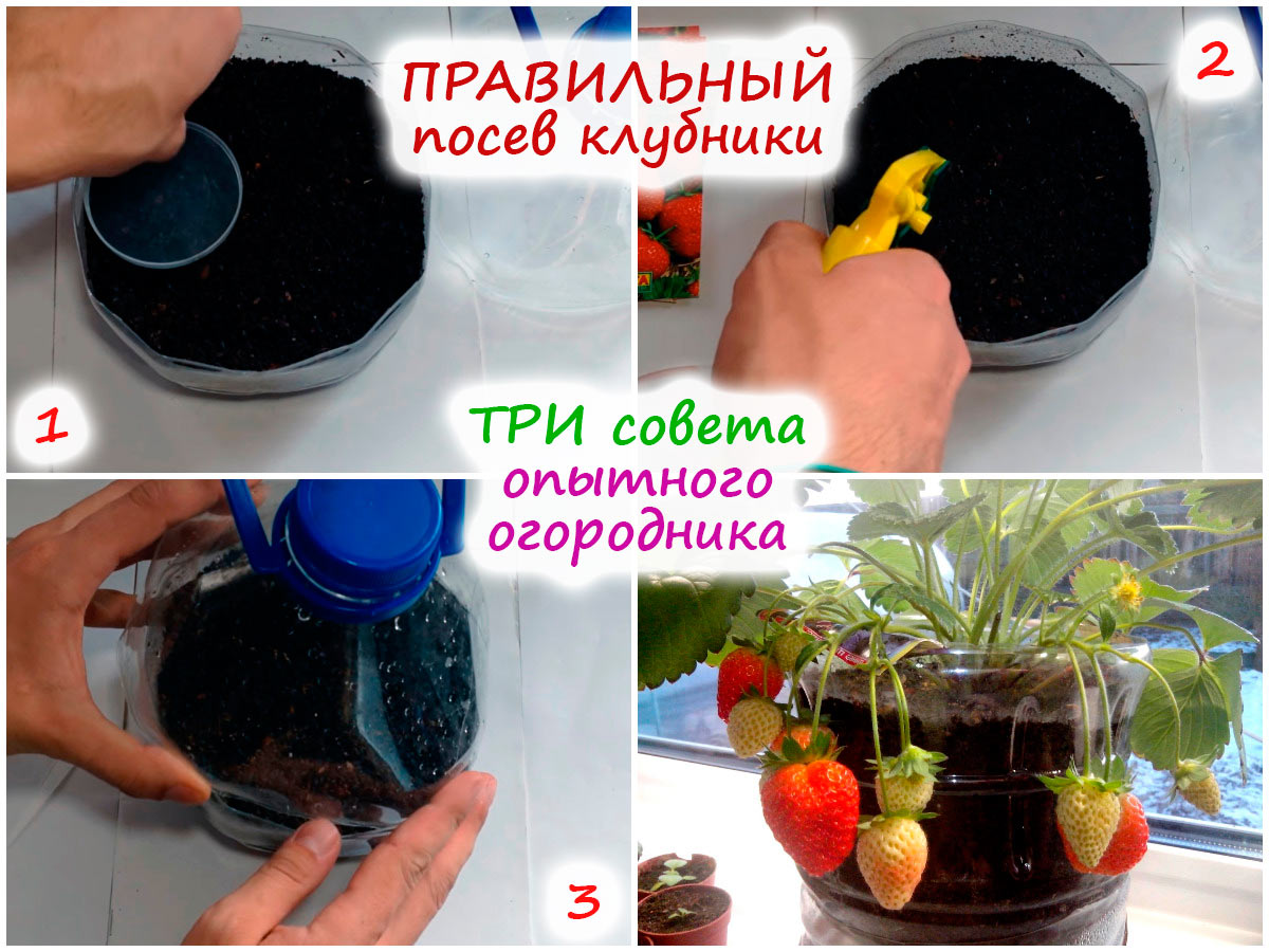 Посев земляники на рассаду